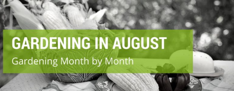 Gardening Month by Month: Gardening in August