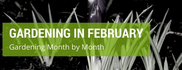Gardening Month by Month: Gardening in February