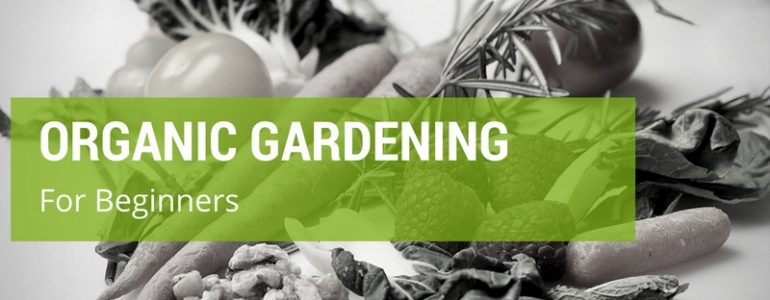 Guide: The Basics of Organic Gardening for Beginners