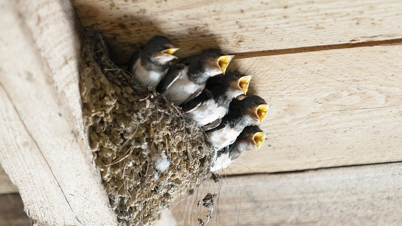 Check for Nesting Birds