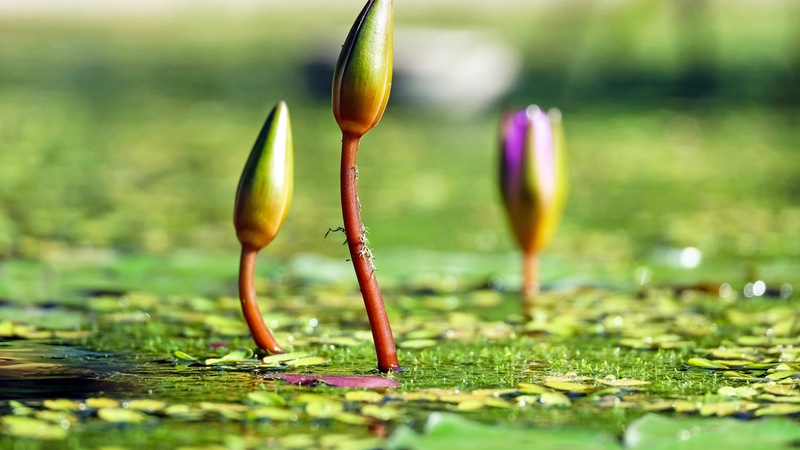 waterlilies in pond