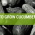 How to Select And Grow Cucumbers In Your Garden Or Greenhouse