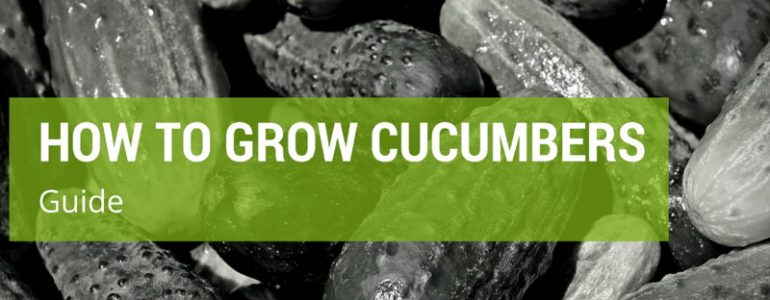 How to Select And Grow Cucumbers In Your Garden Or Greenhouse