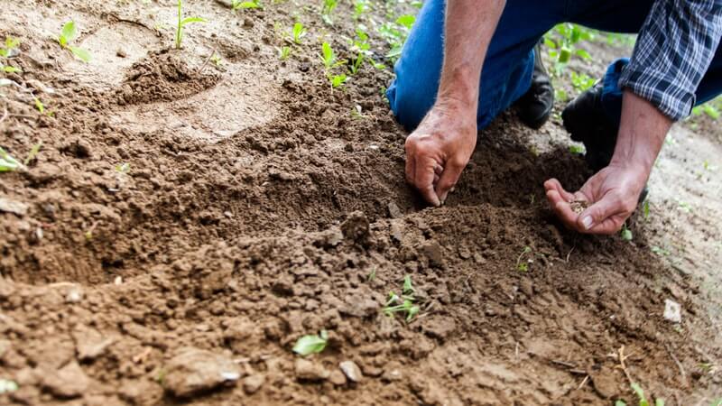 test the soil