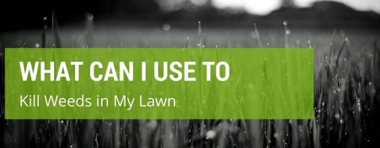 Top Tips To Help You Get Rid Of Weeds In Your Lawn