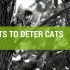 How To Use Plants To Deter Cats From Your Garden Space