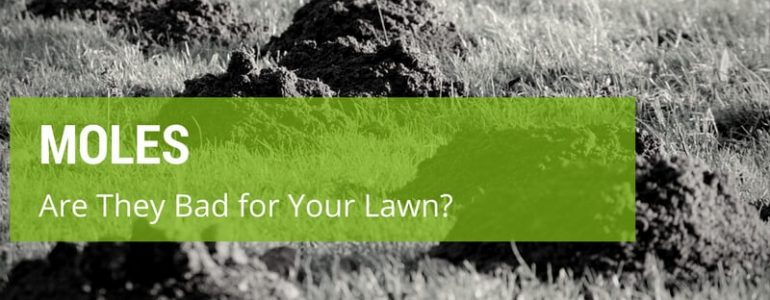 Are Moles Bad For Your Lawn And Garden?