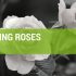 Smart Tips On How To Prune Climbing Roses
