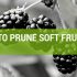 Best Practices For Pruning Soft Fruit