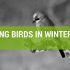 Best Bird Feeding Do’s And Don’ts For Winter
