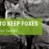 6 Effective Methods To Keep Foxes Out Of Your Garden