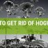 How To Get Rid Of Hogweed