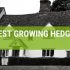 What Is The Fastest Growing Hedge?
