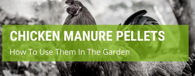 How To Use Chicken Manure Pellets In The Garden