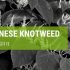 How To Kill Japanese Knotweed