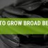 How To Grow Broad Beans {A Simple Guide}
