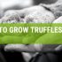 How To Grow Truffles {A Simple Guide}