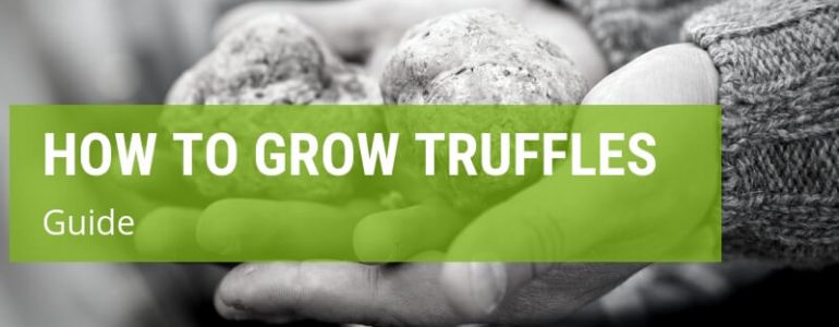 How To Grow Truffles {A Simple Guide}
