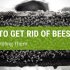 How To Get Rid Of Bees Without Killing Them