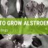 How To Grow Alstroemeria From Cuttings?