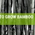 How To Grow Bamboo In The UK {Guide & Tips}