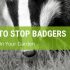 How To Stop Badgers Pooping In Your Garden
