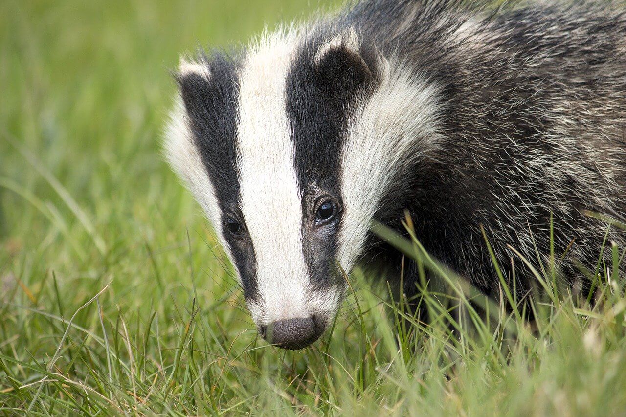 badgers in the UK