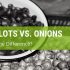 What Is The Difference Between Shallots And Onions?