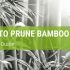 How To Prune Bamboo {A Simple Guide}