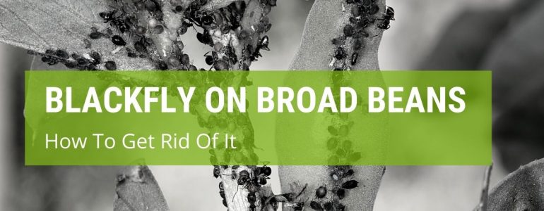 How To Get Rid Of Blackfly On Broad Beans?