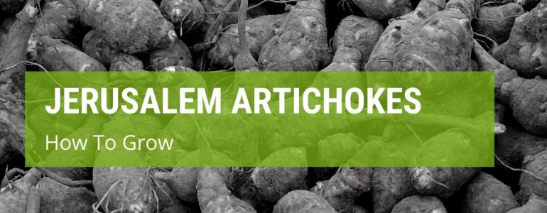 How To Grow Jerusalem Artichokes?