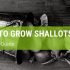 How To Grow Shallots: A Simple Guide