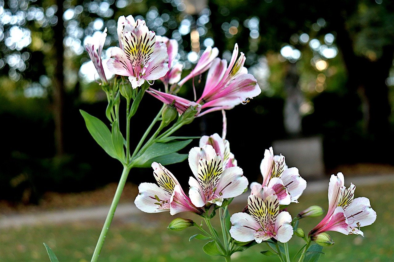 How to grow Alstroemeria from cuttings