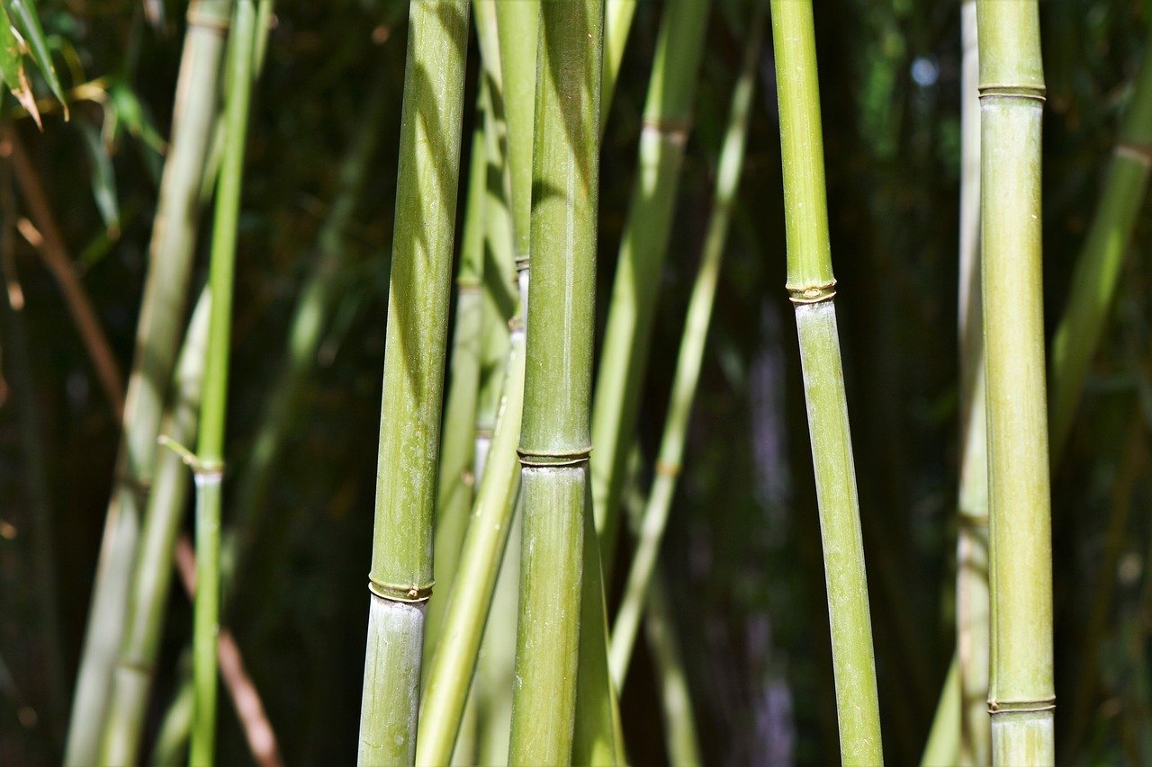 Preventing bamboo leaves from turning yellow