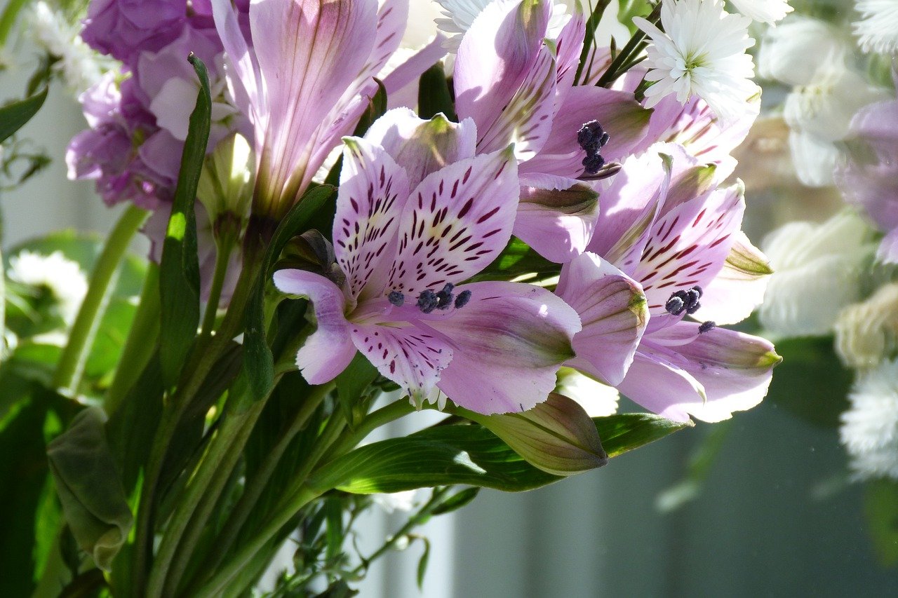 How to bring Alstroemeria tubers back to life