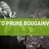 How To Prune Bougainvillea: A Simple Guide