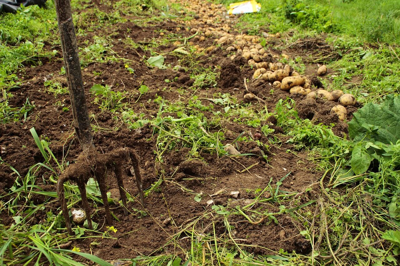 what is the best crop to plant after potatoes