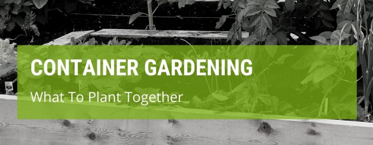 Container Gardening: What To Plant Together
