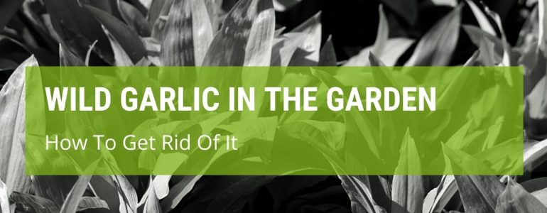 How To Get Rid Of Wild Garlic In The Garden?