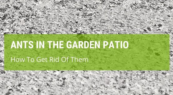 How To Get Rid Of Ants In Your Garden Patio?
