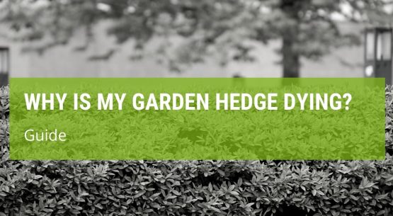 Why Is My Garden Hedge Dying?