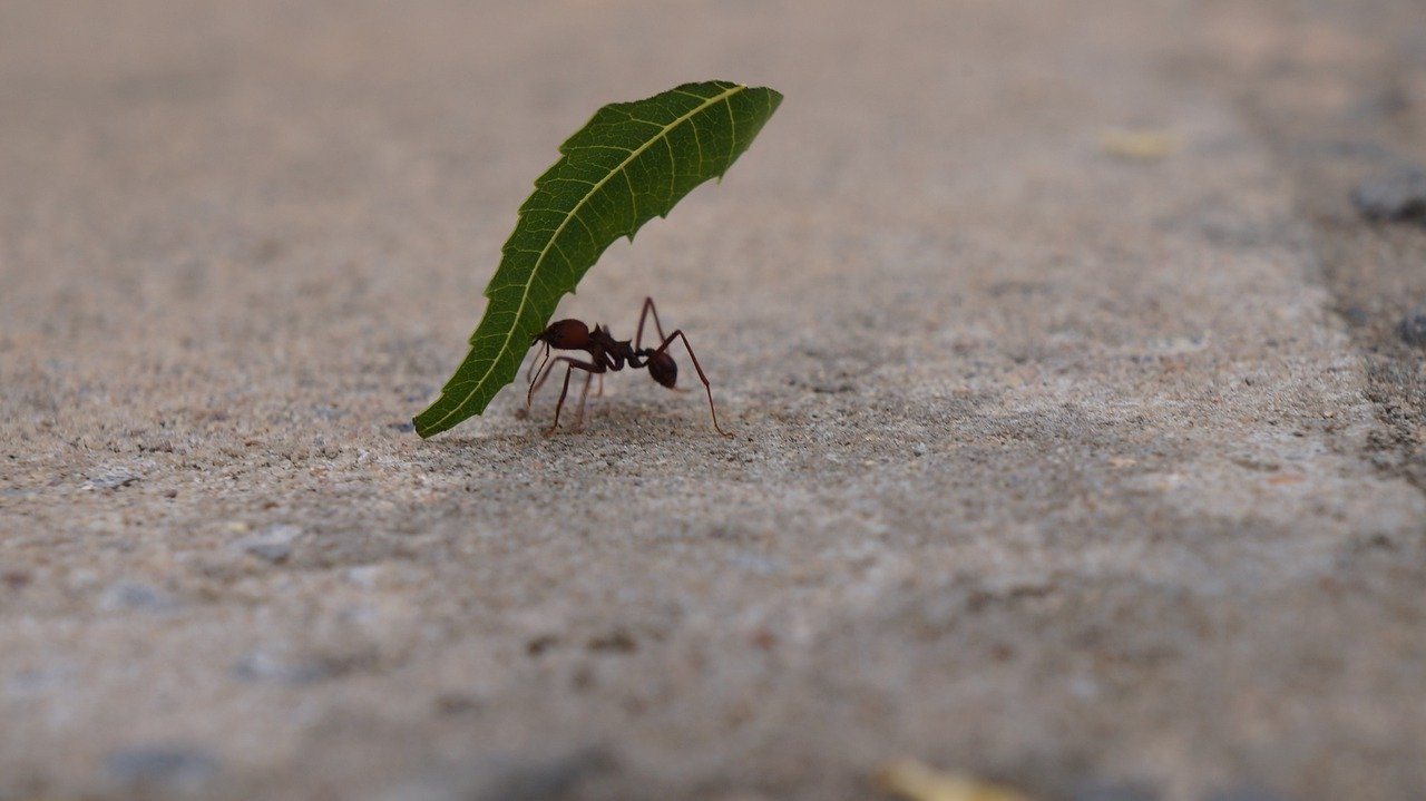 How To Get Rid Of Ants In Garden Patio