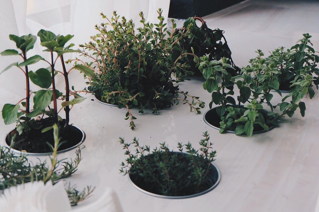 Can You Grow Herbs Vertically