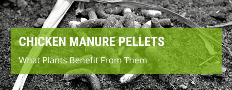What Plants Benefit From Chicken Manure Pellets?