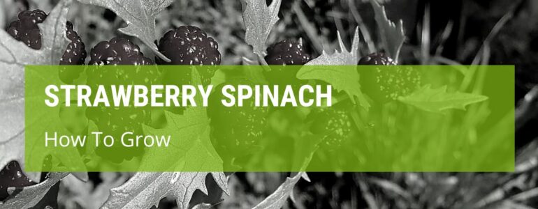How To Grow Strawberry Spinach?
