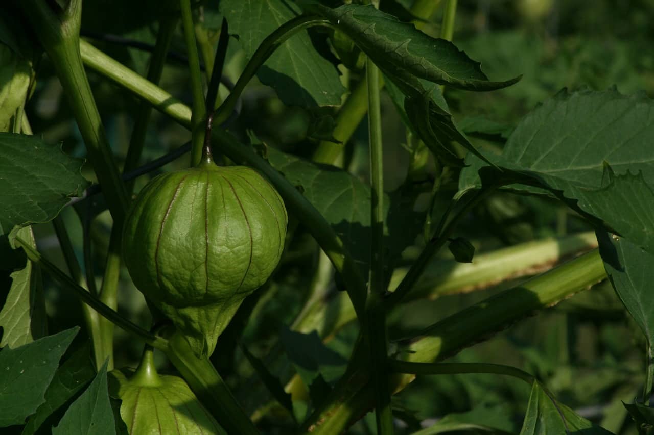 Why Are My Tomatillos Not Fruiting?