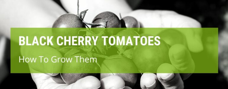 How To Grow Black Cherry Tomatoes?