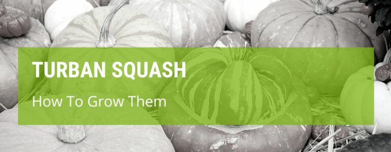 How To Grow Turban Squash {A Simple Guide}
