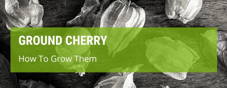 How To Grow Ground Cherry?