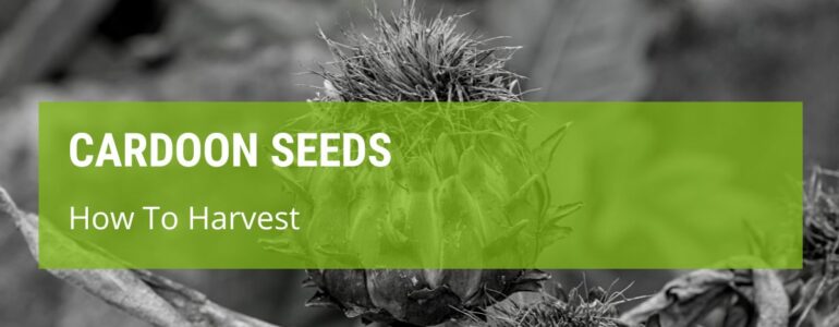 How To Harvest Cardoon Seeds?